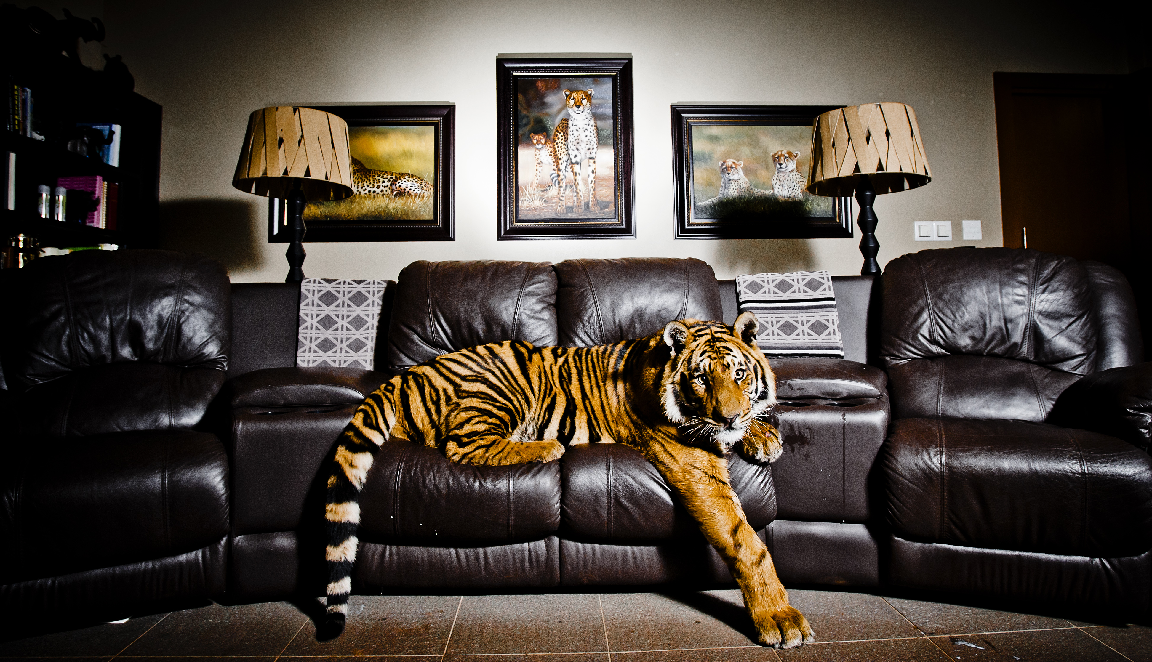 Tijger in de woonkamer