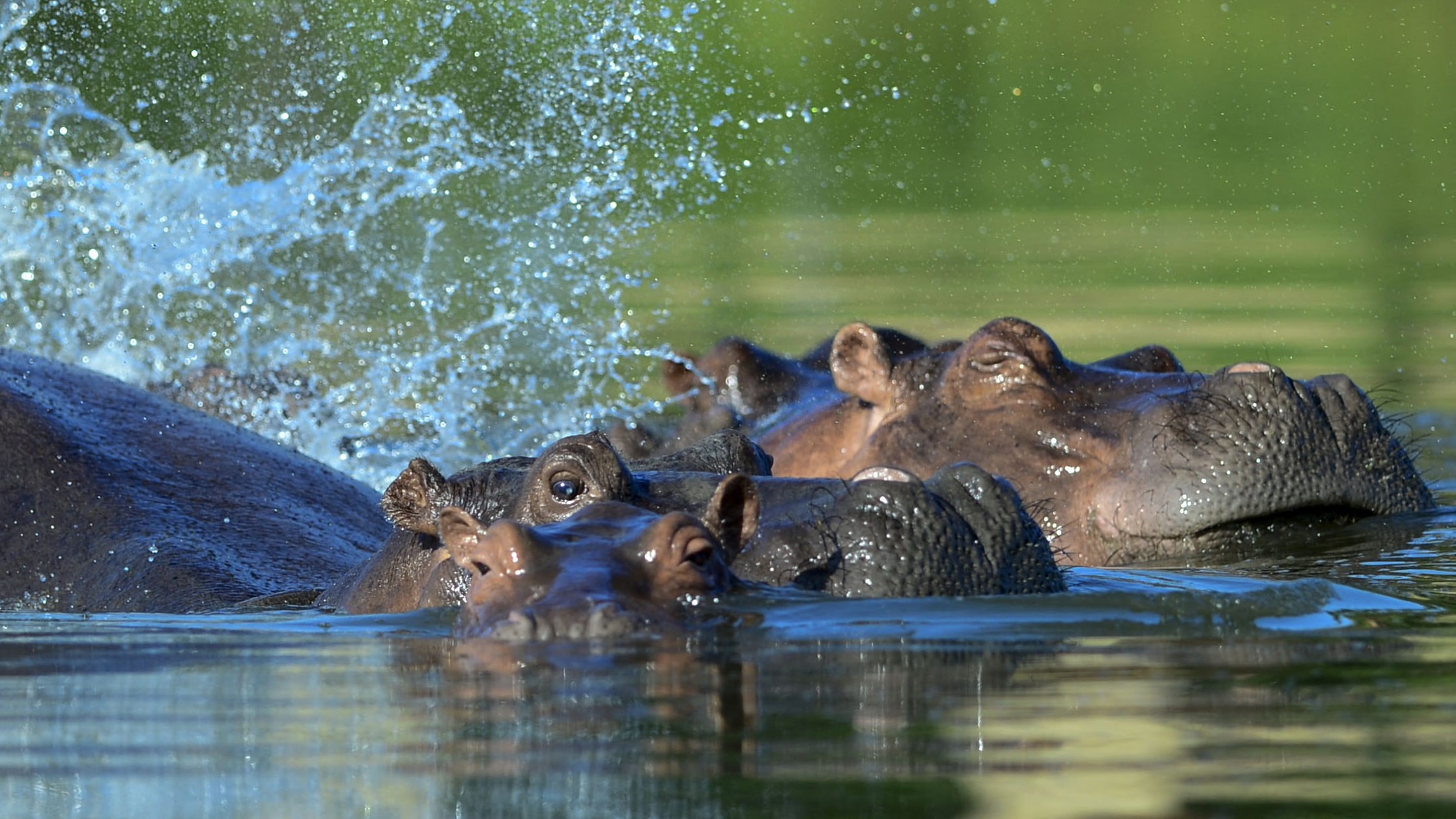 Nijlpaarden Pablo Escobar Colombia