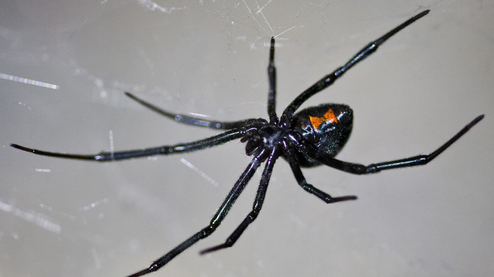 Zwarte weduwe spinnen