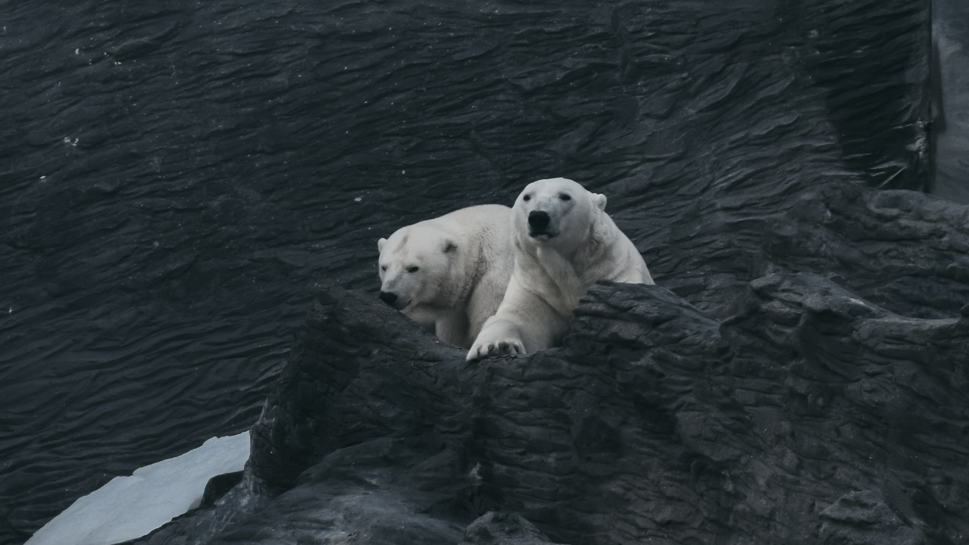 Google Doodle Earth Day