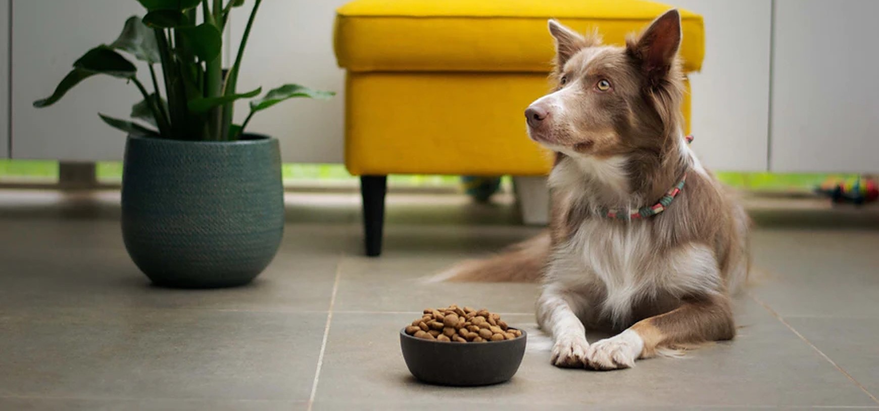 Veganistisch dieet voor honden.