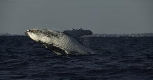 The Secrets of Whales Disney Plus