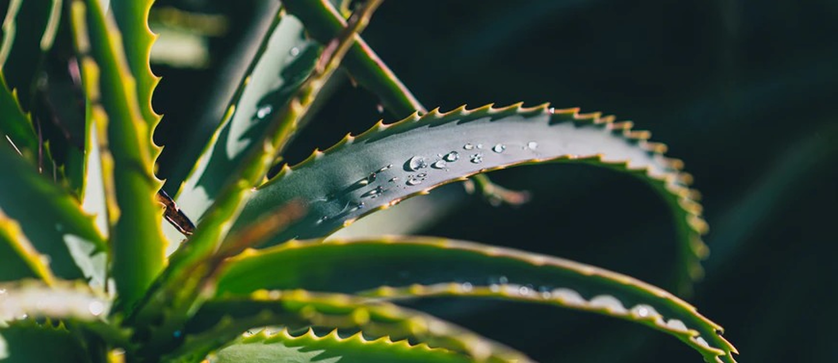 Is aloë vera drinken gezond?