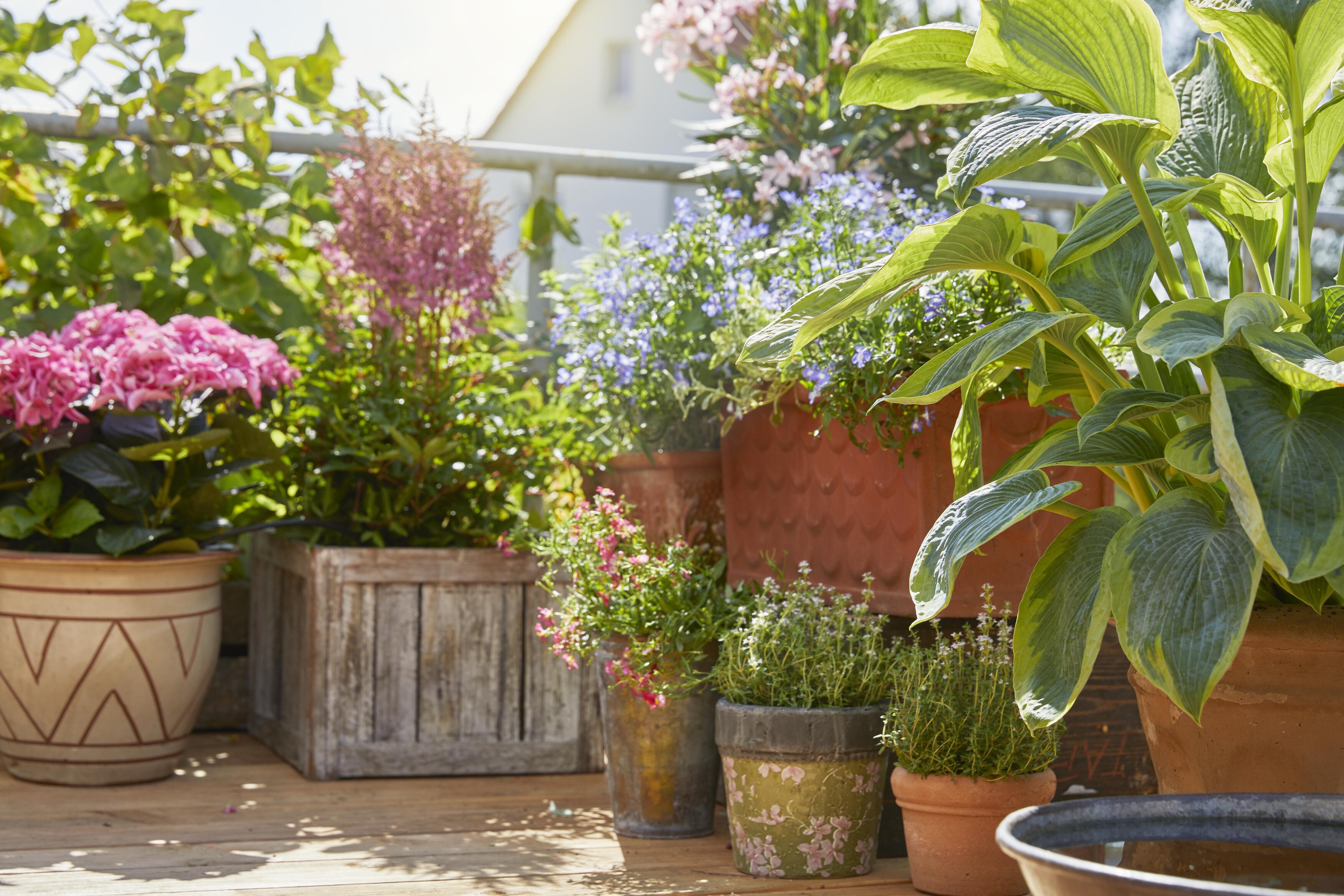 Help je tuin de zomer door, ook als je op vakantie bent