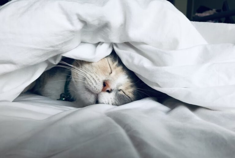 Nieuwe MacBook-app heeft functie afgekeken van je kat