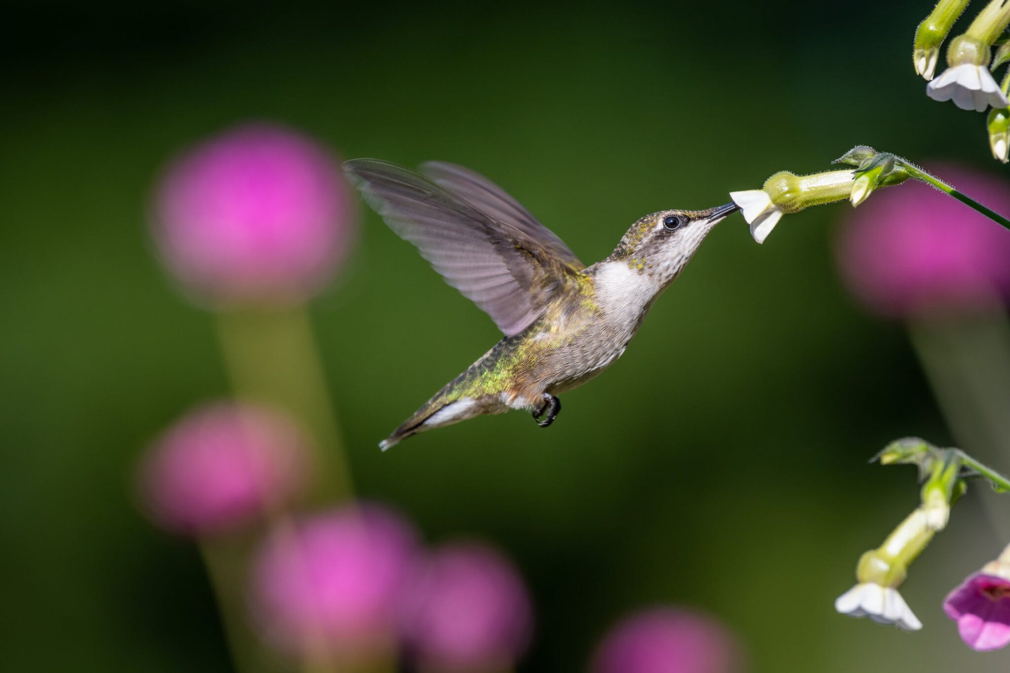 Kolibrie voor drone