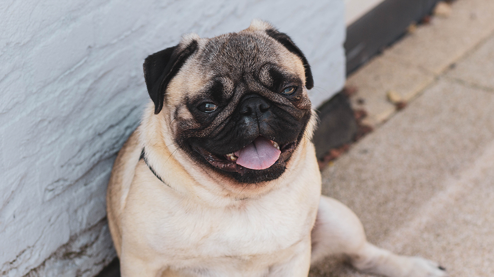 Hond praten berichten sturen Fluentpet