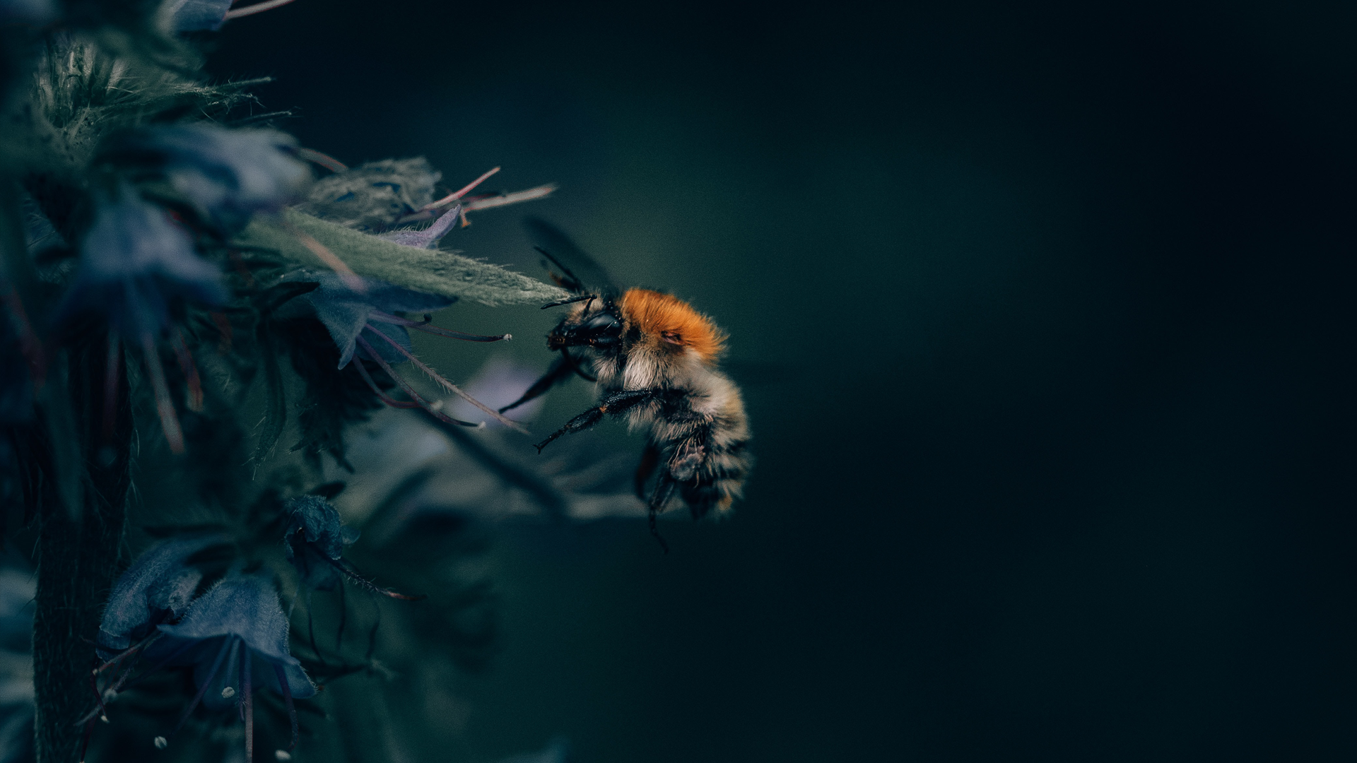 Robots lijken uitstervingsgevaar bijen op magistrale wijze tegen te gaan