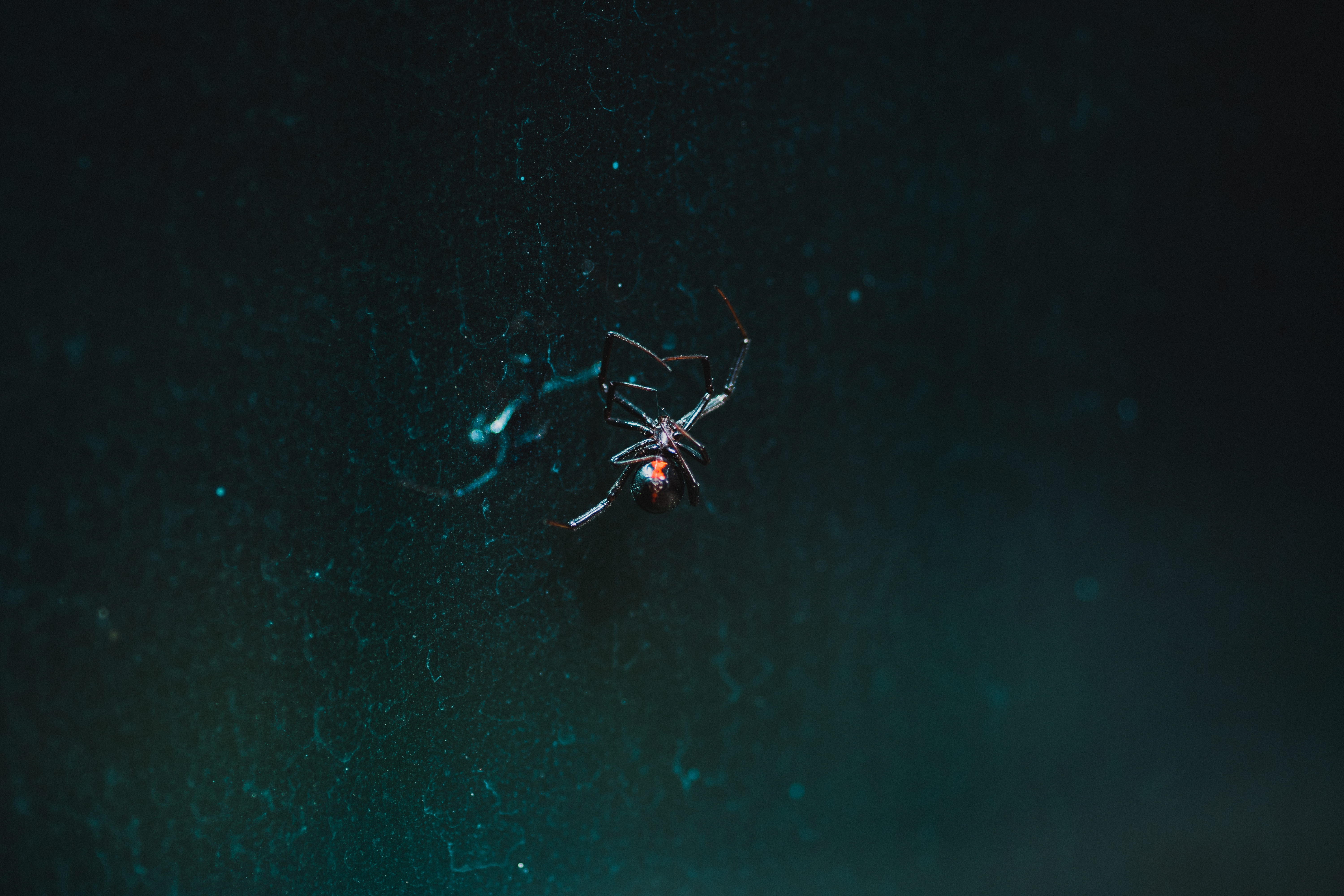 Zwarte weduwe ontketent een brute spinnenoorlog, maar waarom?