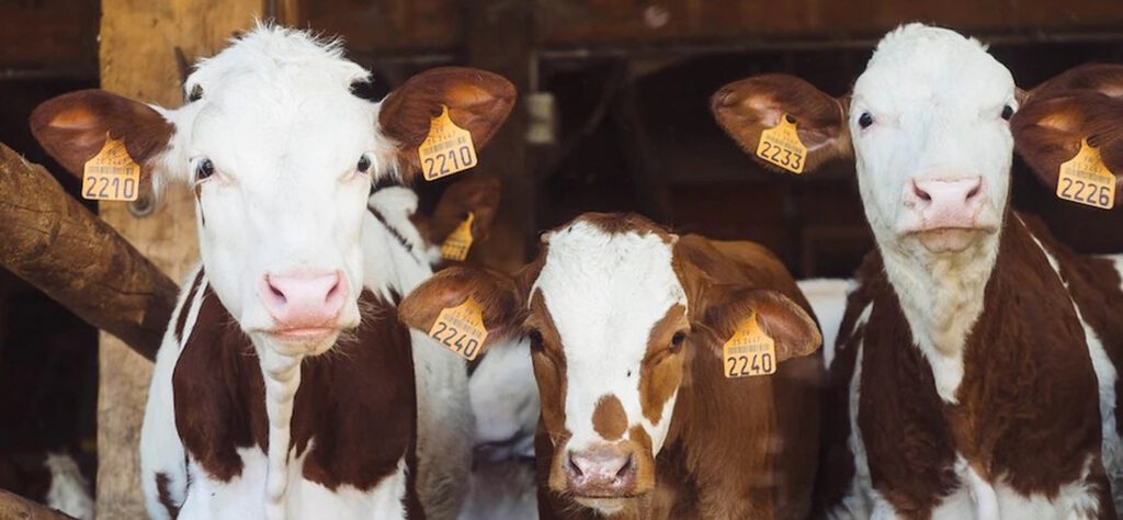 voedselketen vleesconsumptie