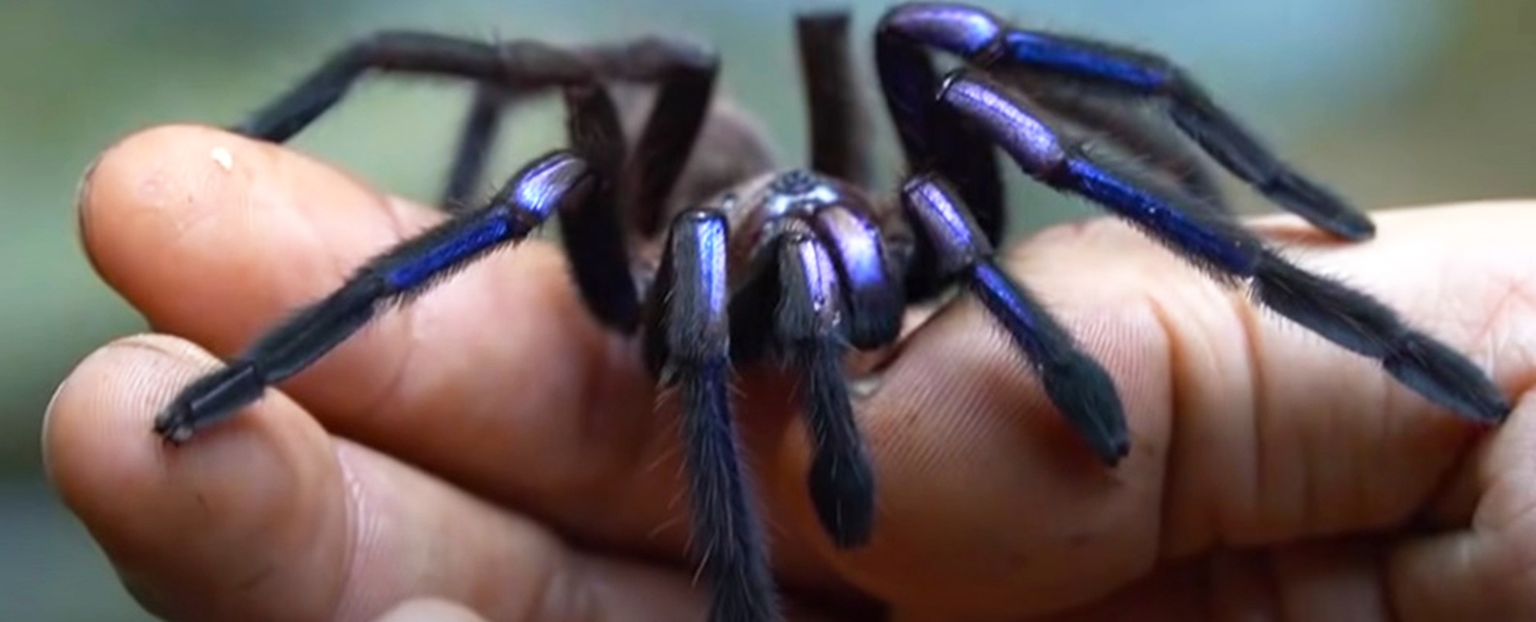 Angstaanjagende, blauwe spin
